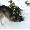 Dinooq Polen 2011 19